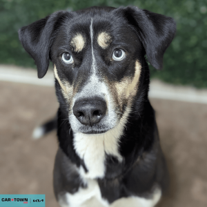 Website Pet Pictures - 2026-03-13T104556.538