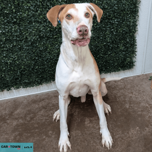 Website Pet Pictures - 2026-03-15T141534.491