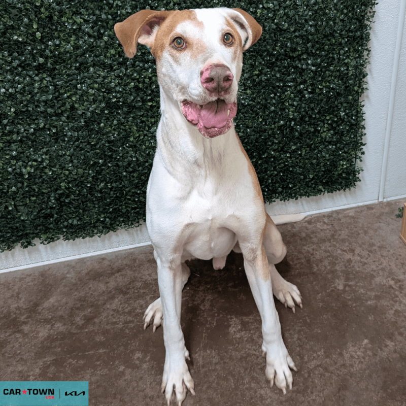 Website Pet Pictures - 2026-03-15T141557.877