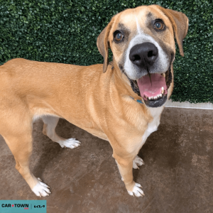 Website Pet Pictures - 2026-03-15T141818.869