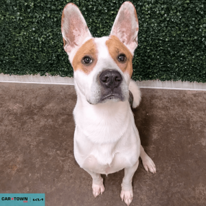 Website Pet Pictures - 2026-03-15T142159.273