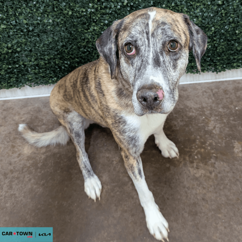 Website Pet Pictures - 2026-03-15T142719.863