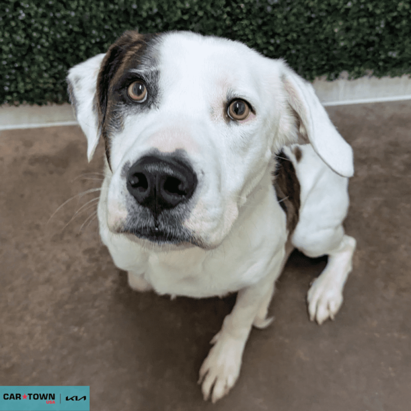 Website Pet Pictures - 2026-03-15T142901.867