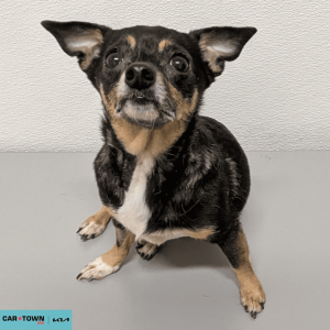 Website Pet Pictures - 2026-03-15T145813.950