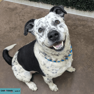 Website Pet Pictures - 2026-03-15T150322.884