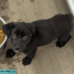 Website Pet Pictures - 2026-03-16T132206.493