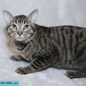 Website Pet Pictures - 2026-03-17T130911.761