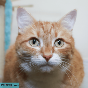 Website Pet Pictures - 2026-03-17T131231.056