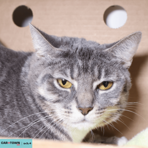 Website Pet Pictures - 2026-03-17T132045.758