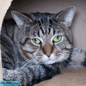 Website Pet Pictures - 2026-03-17T132336.715