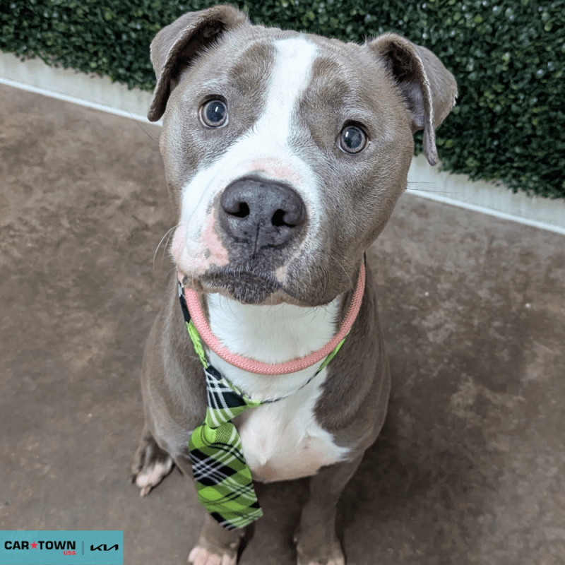 Website Pet Pictures - 2026-03-18T142140.433