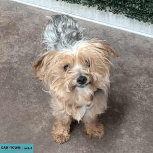 Website Pet Pictures - 2026-03-20T100306.072