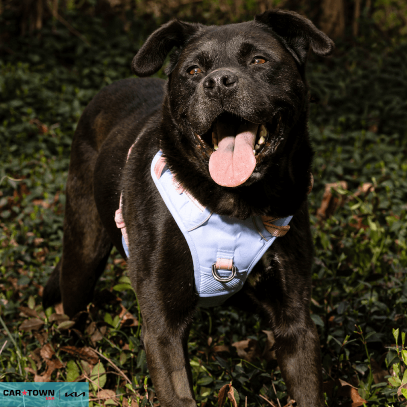 Website Pet Pictures - 2026-03-21T145633.188