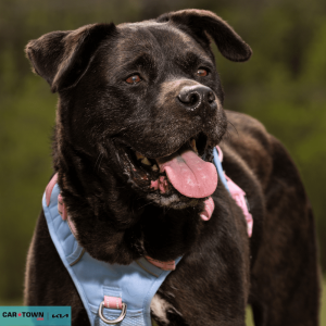 Website Pet Pictures - 2026-03-21T145723.153