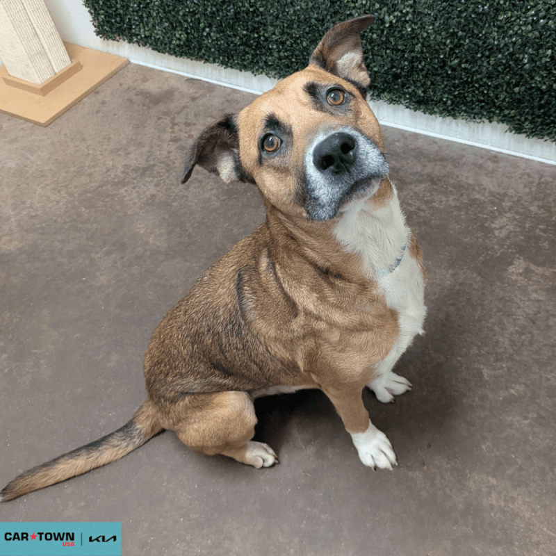 Website Pet Pictures - 2026-03-21T161045.265