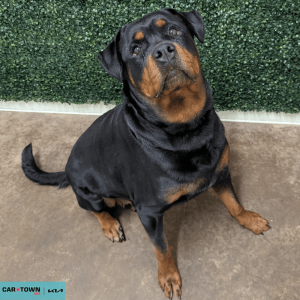 Website Pet Pictures - 2026-03-21T161543.177