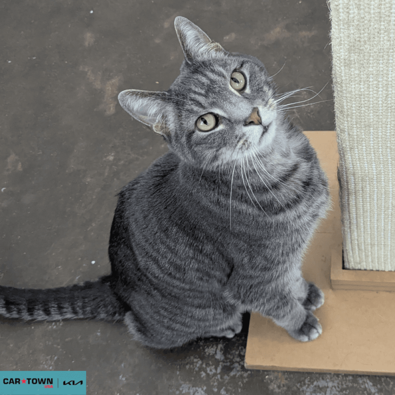 Website Pet Pictures - 2026-03-22T094927.312