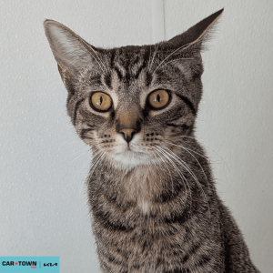 Website Pet Pictures - 2026-03-22T095603.308