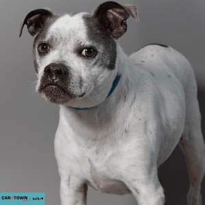 Website Pet Pictures - 2026-03-22T100749.430