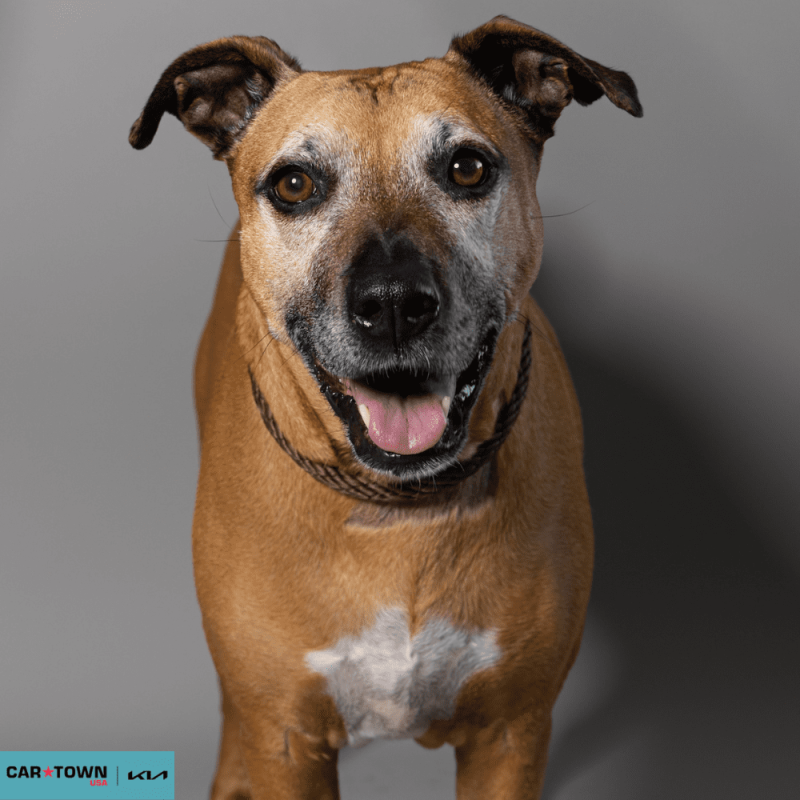 Website Pet Pictures - 2026-03-22T102128.307