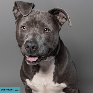 Website Pet Pictures - 2026-03-22T102406.507