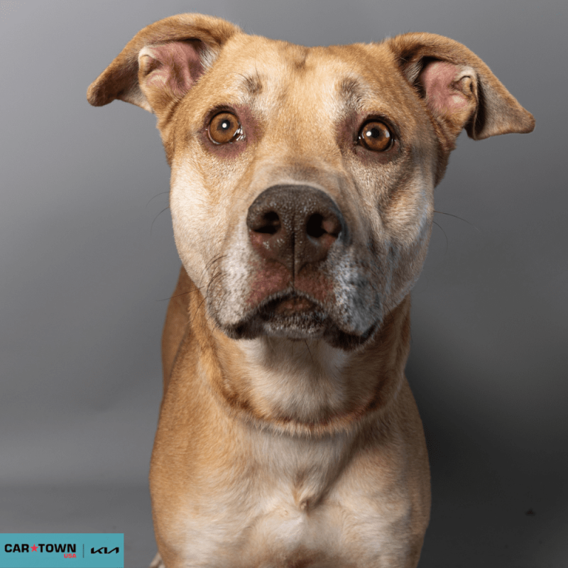 Website Pet Pictures - 2026-03-22T102646.719