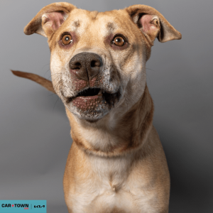 Website Pet Pictures - 2026-03-22T102903.432