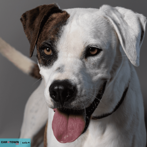 Website Pet Pictures - 2026-03-22T103326.400