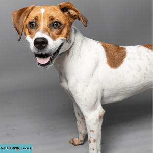 Website Pet Pictures - 2026-03-22T105736.384