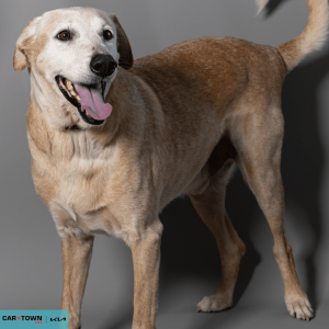 Website Pet Pictures - 2026-03-22T111546.266