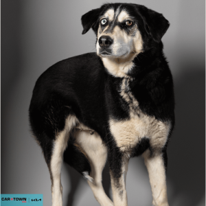 Website Pet Pictures - 2026-03-22T111937.387