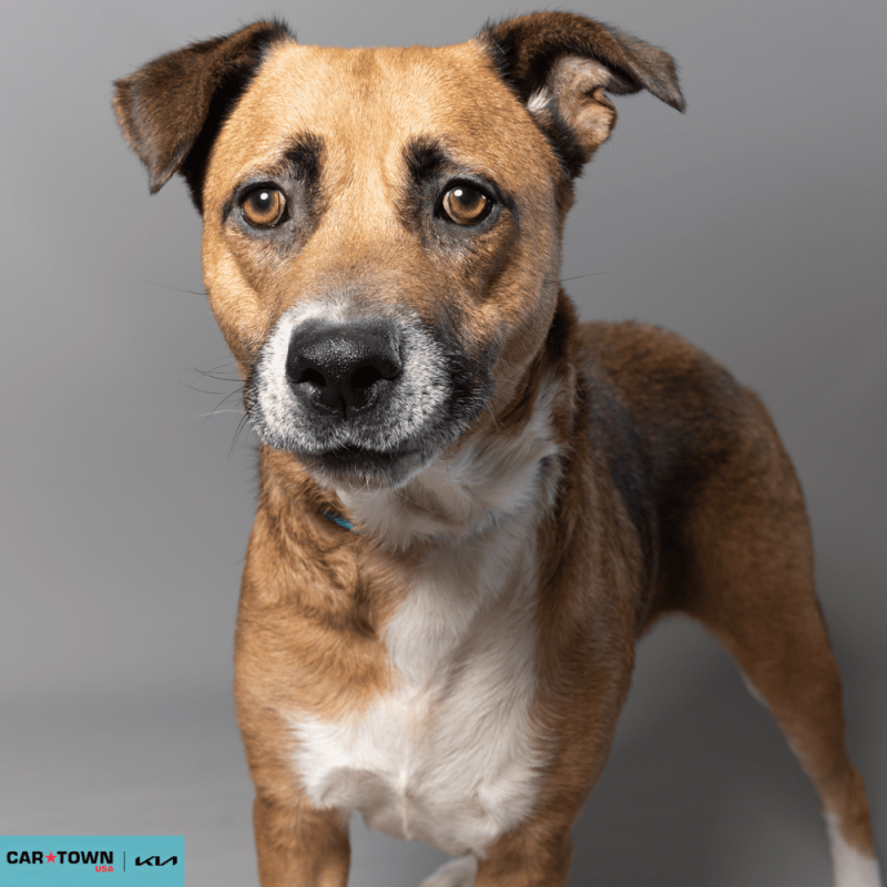 Website Pet Pictures - 2026-03-22T112243.412