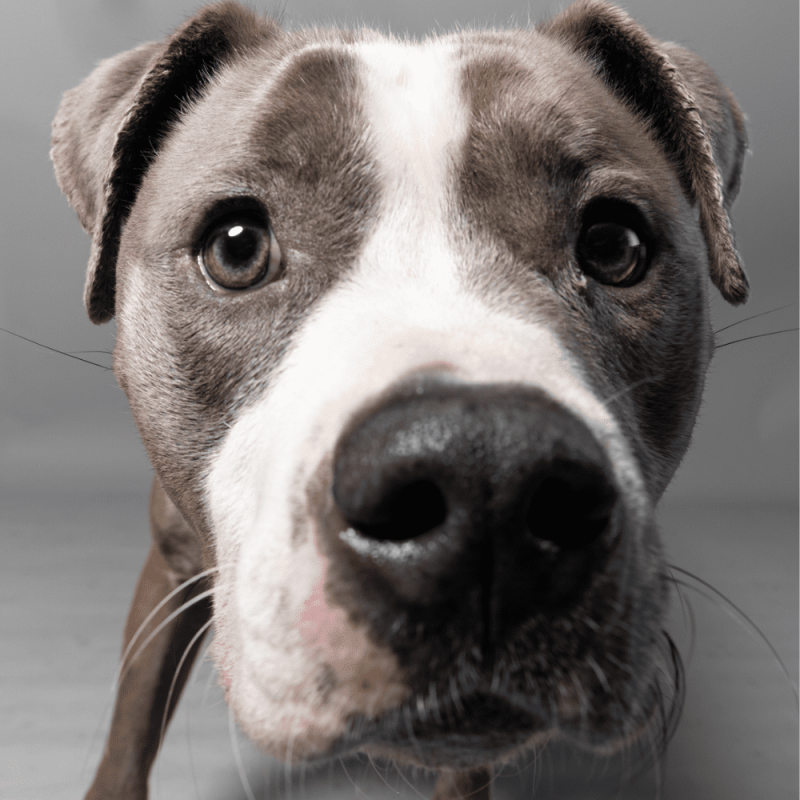 Website Pet Pictures - 2026-03-22T112445.365