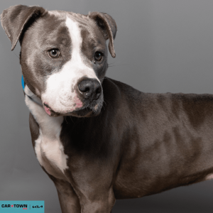 Website Pet Pictures - 2026-03-22T112633.484