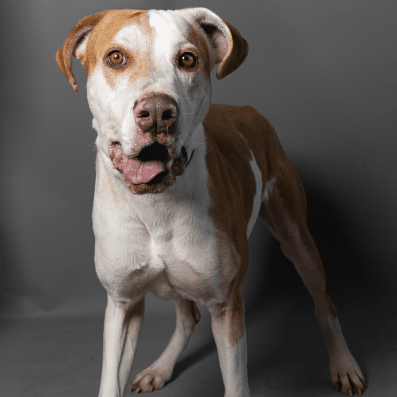 Website Pet Pictures - 2026-03-22T112759.641