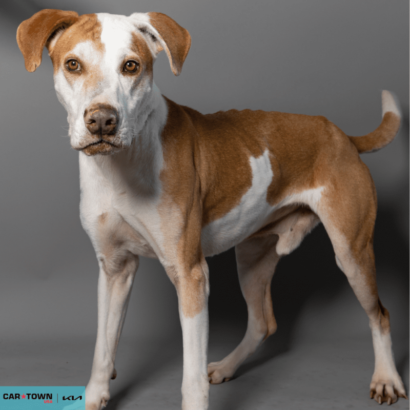 Website Pet Pictures - 2026-03-22T112838.441