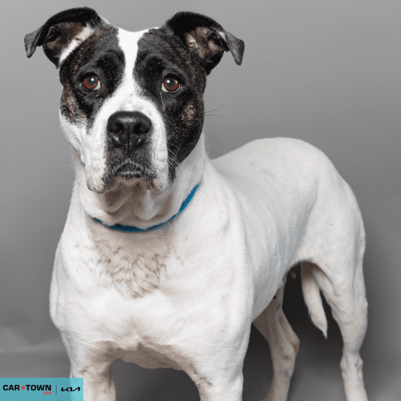 Website Pet Pictures - 2026-03-22T113349.387