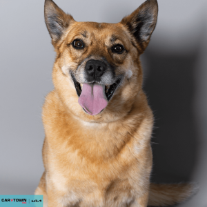 Website Pet Pictures - 2026-03-22T115848.403