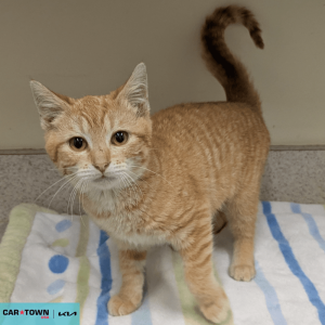 Website Pet Pictures - 2026-04-02T102959.556