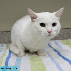 Website Pet Pictures - 2026-04-02T103148.404