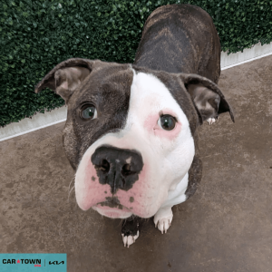 Website Pet Pictures - 2026-04-02T142951.418