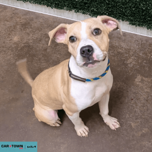 Website Pet Pictures - 2026-04-02T143312.211