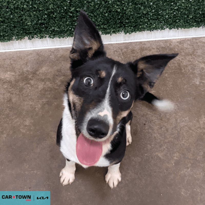 Website Pet Pictures - 2026-04-02T143538.158