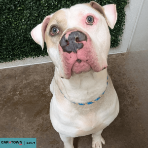 Website Pet Pictures - 2026-04-02T144206.240