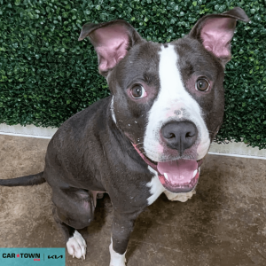 Website Pet Pictures - 2026-04-02T144951.189