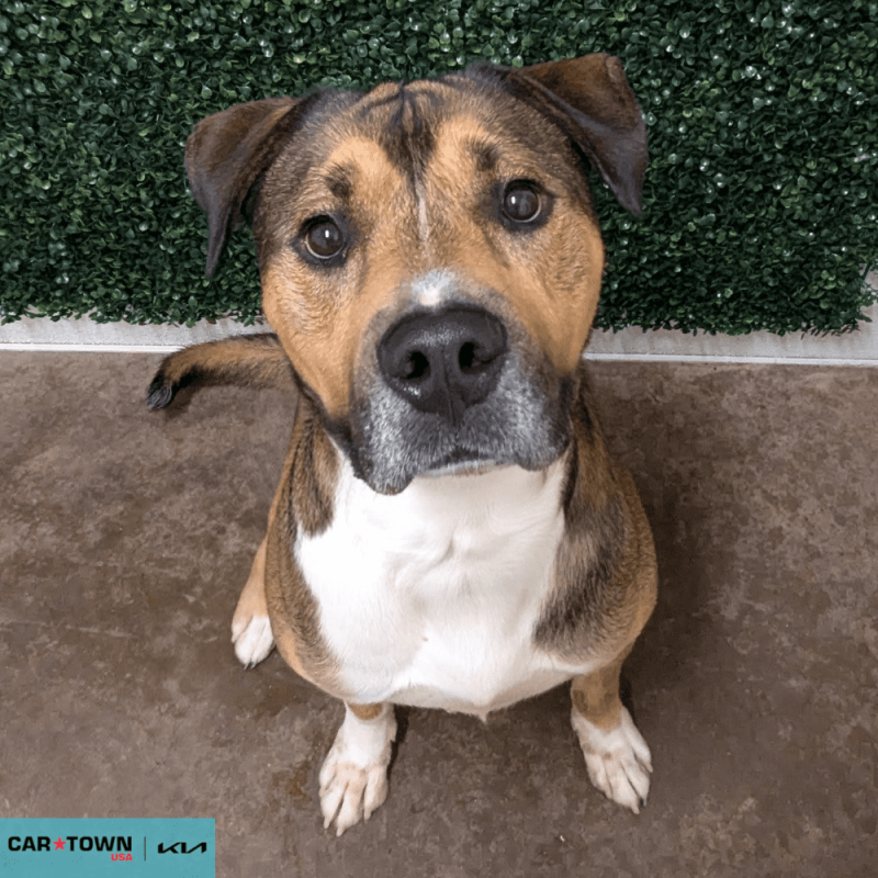 Website Pet Pictures - 2026-04-02T145238.192