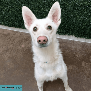 Website Pet Pictures - 2026-04-02T145928.222