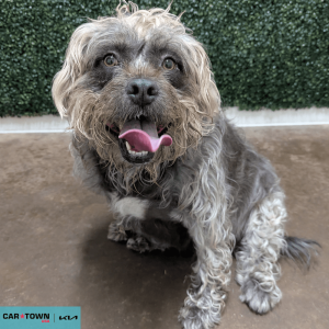 Website Pet Pictures - 2026-04-02T155608.142