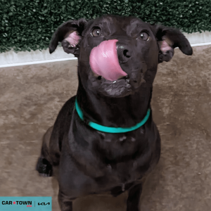 Website Pet Pictures - 2026-04-03T104136.706