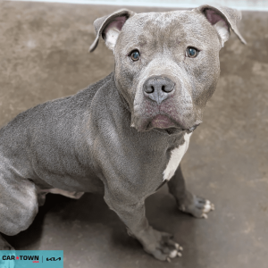 Website Pet Pictures - 2026-04-03T114233.706